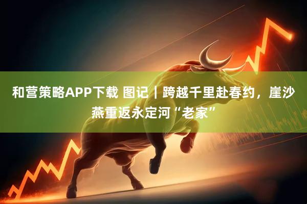 和营策略APP下载 图记｜跨越千里赴春约，崖沙燕重返永定河“老家”